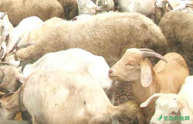 牧草养羊技术