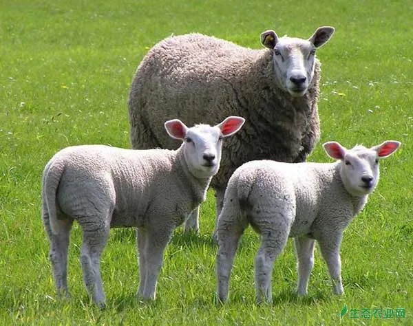 圈养杜泊羊的养殖利润分析