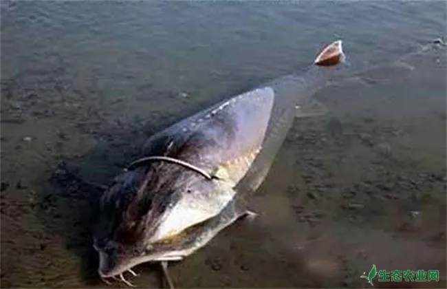 鳇鱼的养殖技术