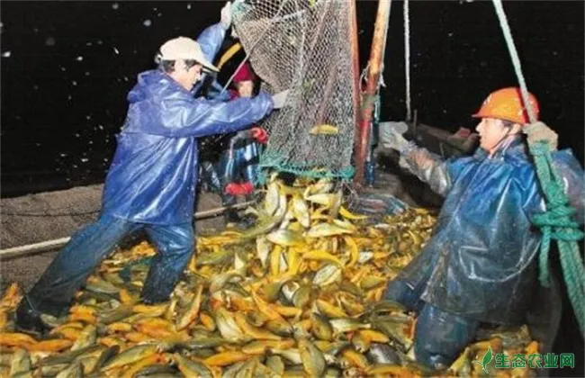 大黄鱼养殖技术