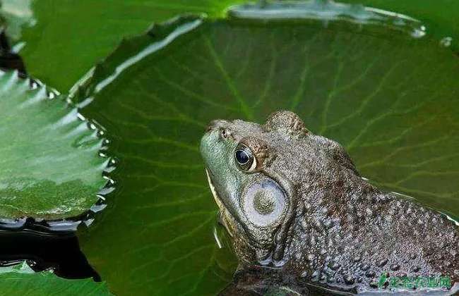 牛蛙