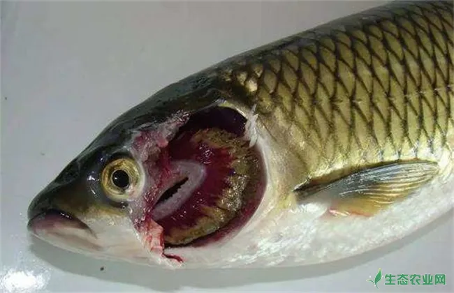 草鱼的常见病害防治方法