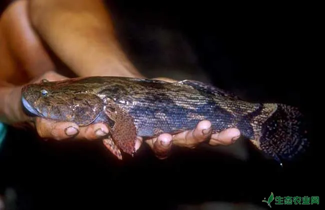 塘鳢鱼养殖技术