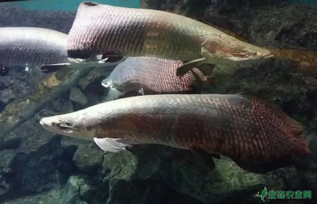巨骨舌鱼养殖技术