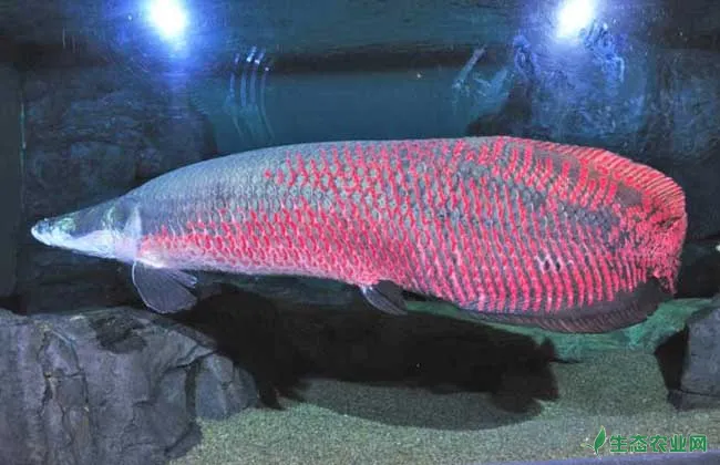 巨骨舌鱼养殖技术