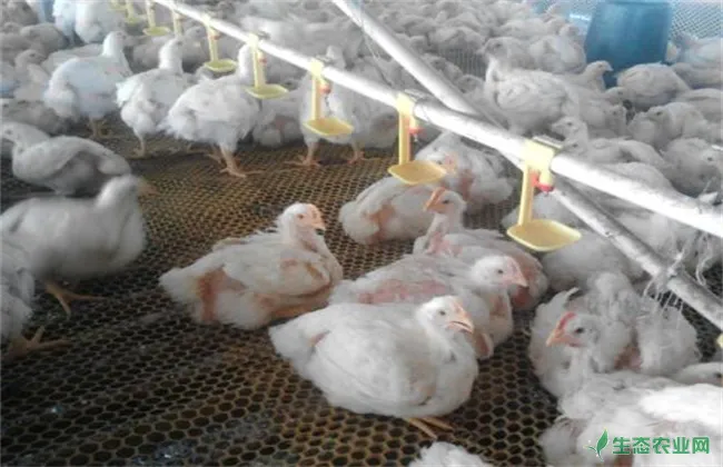 冬季肉鸡养殖注意事项
