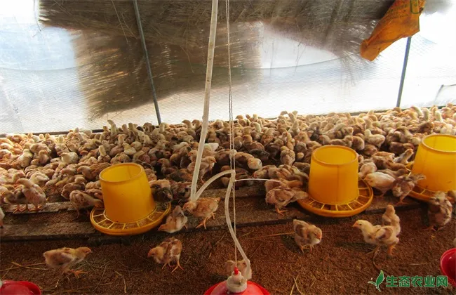 发酵床养鸡 有什么好处