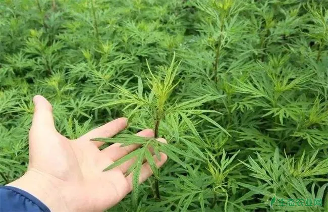 艾草养鸡 艾草养鸡的好处