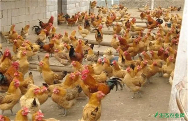 夏季养鸡如何防控禽流感