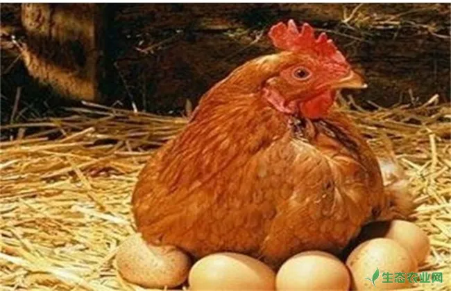 产蛋鸡猝死症的防治措施