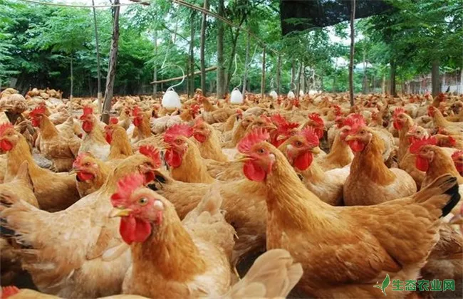 肉鸡 产量低 怎么办