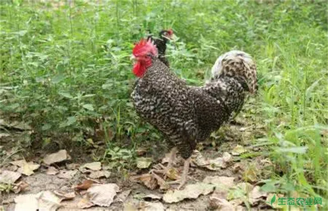 芦花鸡的养殖方法