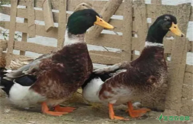 金定鸭的养殖管理技术