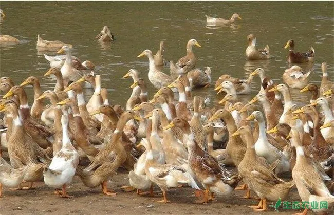 金定鸭的养殖管理技术