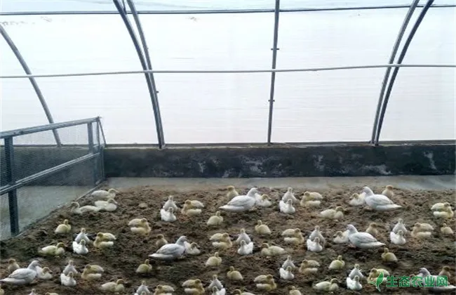 冬季提高鸭子产蛋量的方法