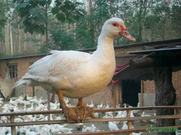 番鸭产蛋期饲养管理技术