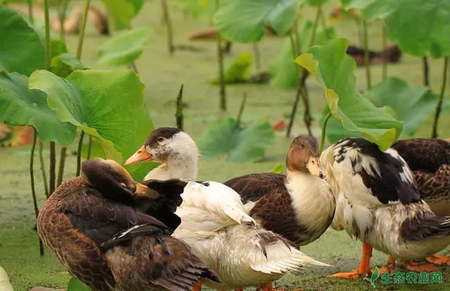 鸭子爱吃的野生植物饲料有哪些