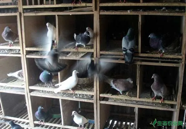 肉鸽如何进行大规模立体笼养