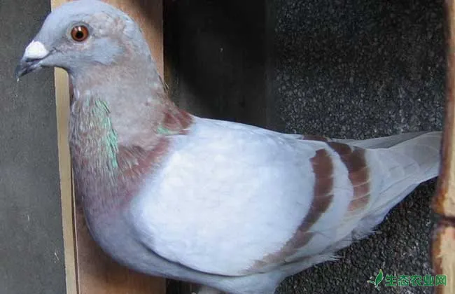肉鸽在育雏期间的养殖管理技术