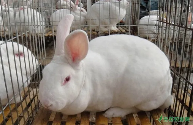 兔子 养殖 误区