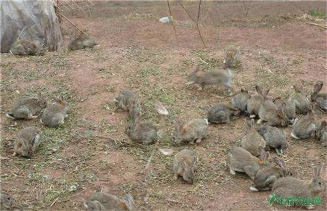 兔子 秋季 管理方法