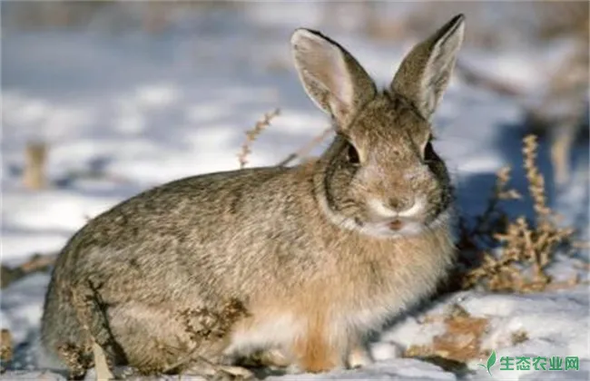 野兔养殖的成本和利润