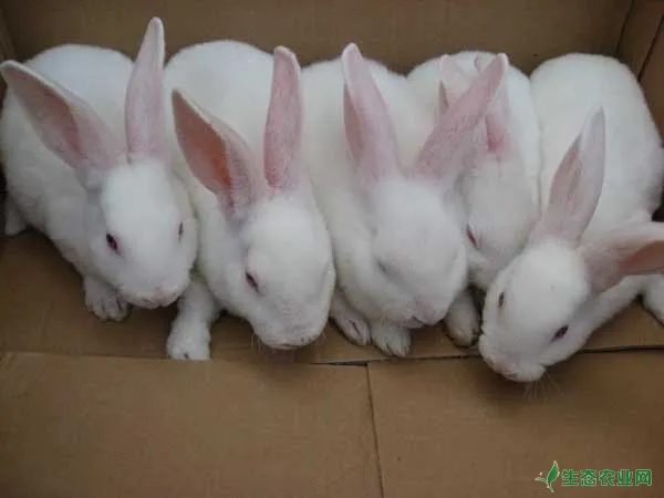 夏季兔子养殖场如何给兔子降温？