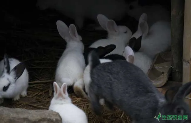 兔子怎么分公母