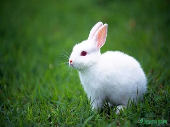 兔子养殖的市场前景