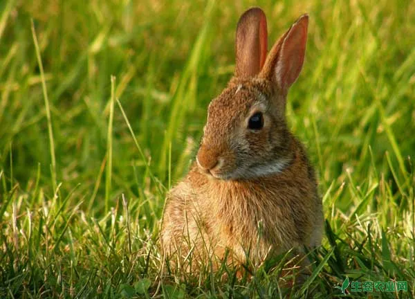 兔子养殖场对母兔不发情的原因分析和处理措施
