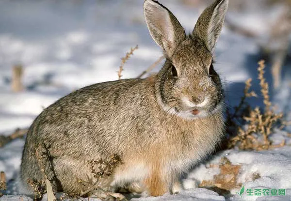 野兔养殖对兔舍建造有哪些要求