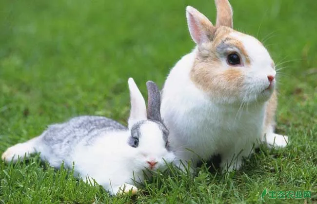 母兔是否怀孕的鉴别方法