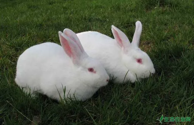 獭兔与家兔在生活习性上面的比较