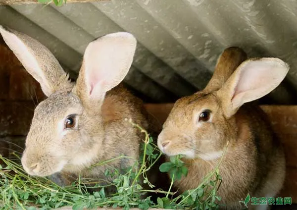 家兔冬季养殖的防疫工作