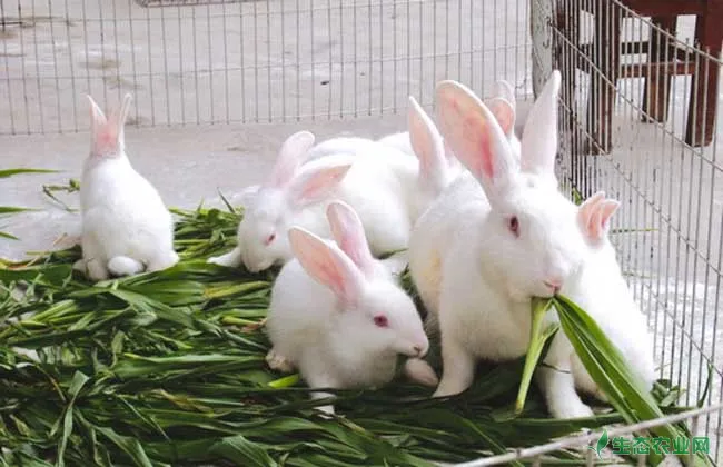 家兔冬季养殖的防疫工作