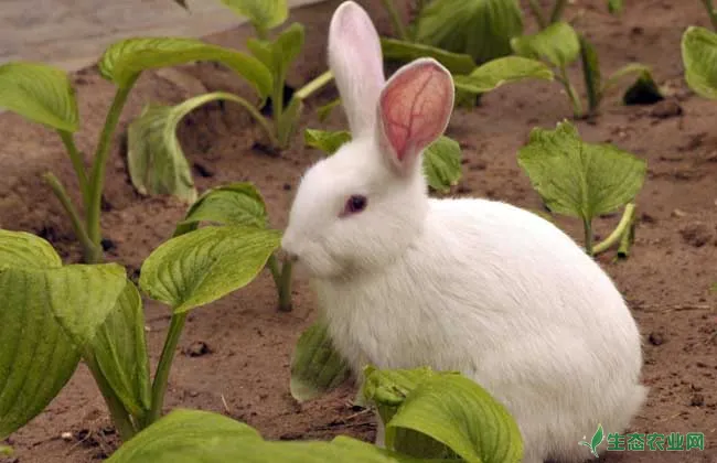 獭兔小兔早断奶管理技术