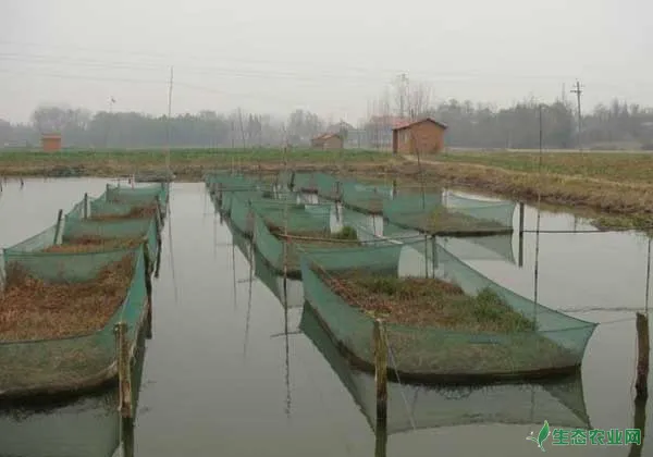 黄鳝养殖前网箱制作及安装