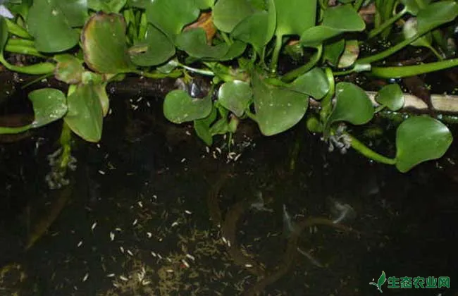 小池塘高密度养殖黄鳝的关键技术