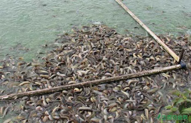 中华沙鳅养殖技术