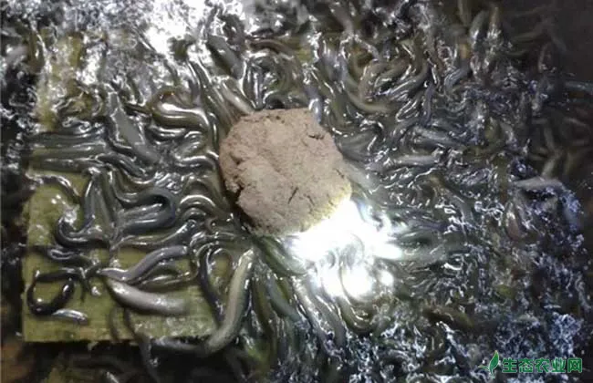 台湾泥鳅的成长速度为什么很快