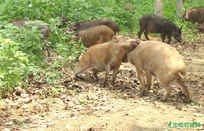 如何选择种用公野猪?