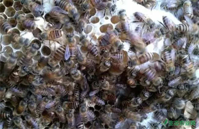 中蜂分蜂热的防治方法