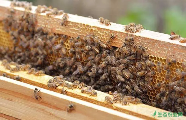蜜蜂 养殖 防治蚂蚁