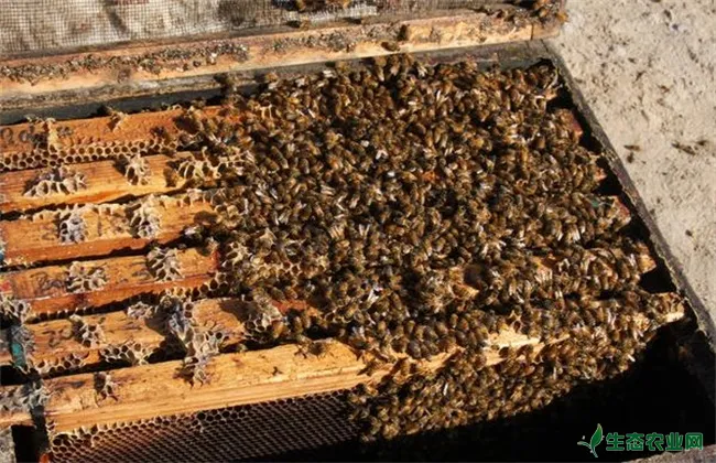 蜜蜂 养殖 防治蚂蚁
