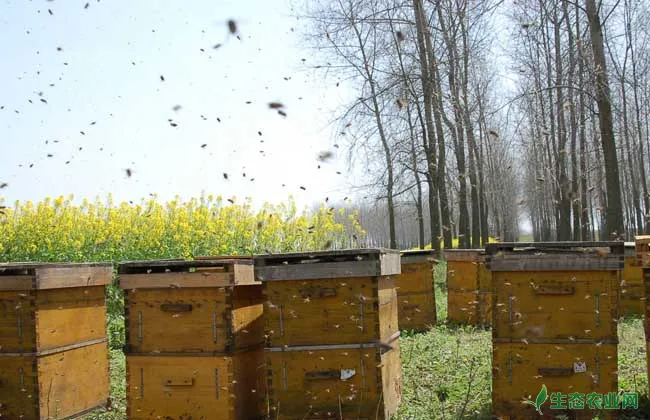 蜂王浆的功效与作用及其营养价值