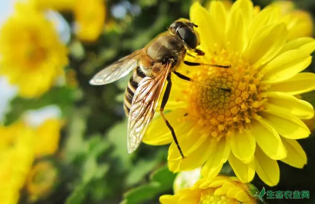 怎样协助蜜蜂对抗天敌