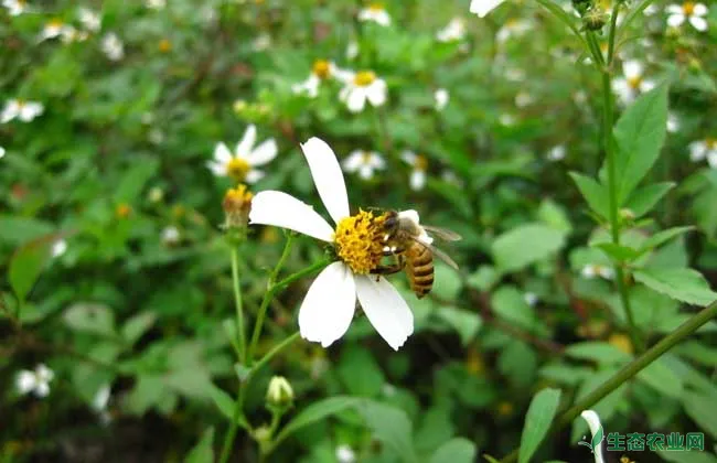 养蜂场养殖中蜂的优势