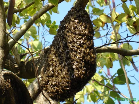 野生蜂群
