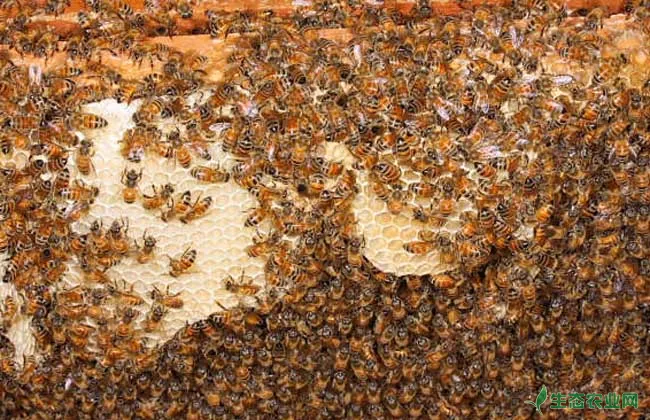 中华蜜蜂养殖技术