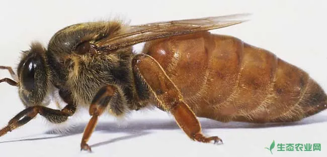 蜜蜂生产蜂王的培育技术